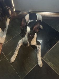 4 mo Aussie blue heeler