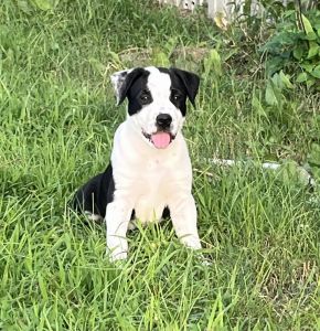 Puppies in need of a loving home