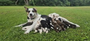 Blue Heeler Mom and German Shepherd Dad