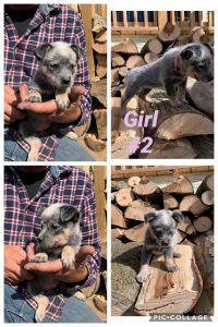 9 week old heeler pups