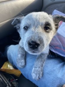 2 puppies I blue healer male and 1 white healer female