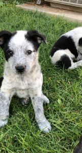 Queensland/ Border Collie puppies