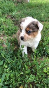Australian Heeler Puppies