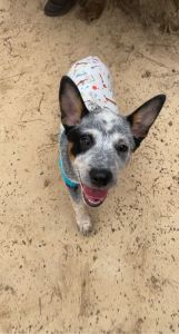 Male Blue Heeler