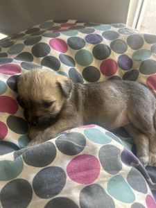 Red Cattle x Wolf hound/Pointer