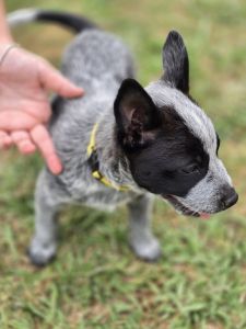 Australian Cattle Dog Puppy