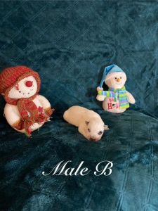 Australian Cattle Dog