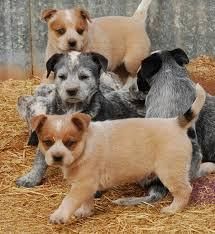 Australian Cattle Dog puppies for sale