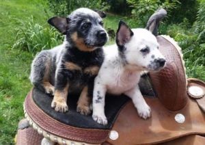 Blue Heeler Australian Cattle Dog Puppies Ready now