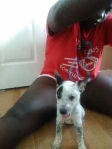 Australian Cattle Dog pups/ Blue Heelers