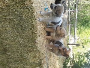 Kelpie x red heeler puppies