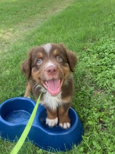 8 Week Australian Shepard