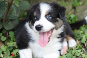Australian Shepherd/Border Collie Puppies