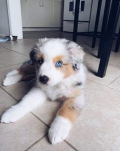 Australian shepherd puppies foir sale