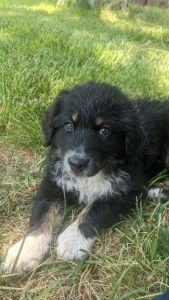Australian Shepherd puppy