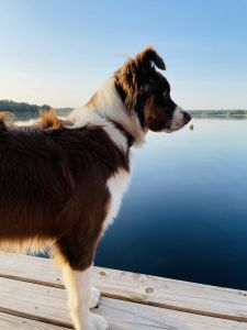 Pure aussie fully trained