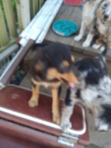 Australian Shepherd puppy's for sell