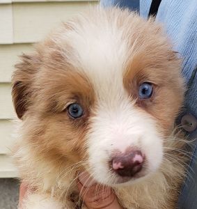 Purebred miniature Australian Shepherds born June 5th . ***