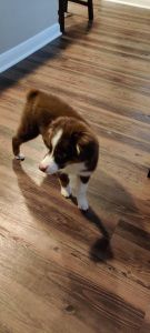 Beautiful Miniature Australian Shepherd (w/ crate and bed included)