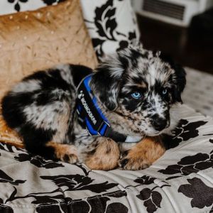 Australian shepherd puppies available