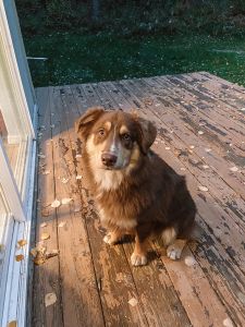 Full blooded male red tri Australian Shepherd