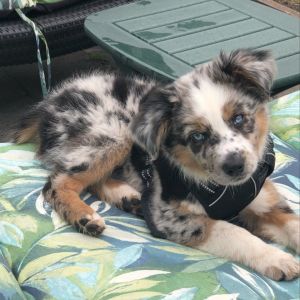 australian shepherd puppies for sale
