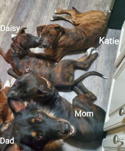 Australian Shepard/Boxer puppies