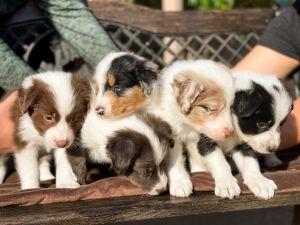 Australian Shepherd puppies