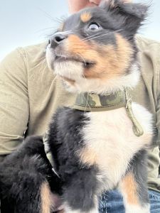 Full blood, papered, Australian shepherd puppy
