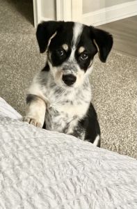 Mini Australian Shepherd / Labrador Mix