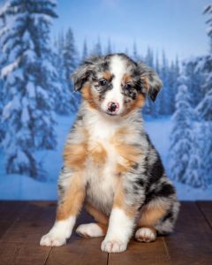 Australian Shepherd