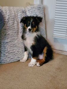 Australian Sheppard puppy