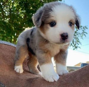 Black and White Female Baby Australian Shepherd For Sale