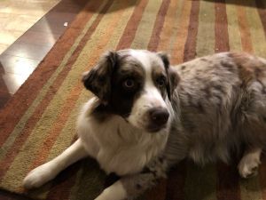 Australian shepherd