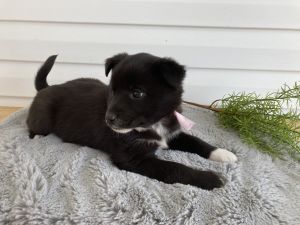Australian Shepherd mix