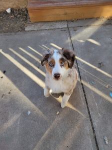 Mine Australian Shepherd