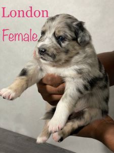 Australian shepherd puppy