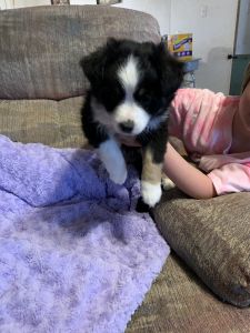 Toy Australian Shepherd
