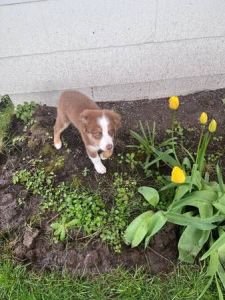 Australian shepherd puppy