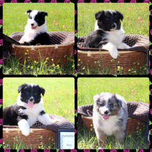 AKC and ASDR registered Australian Shepherds