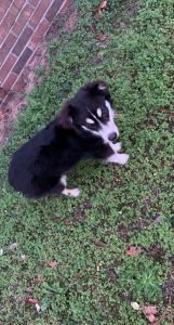 Bella to Great Home!