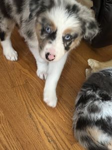 Adorable Aussie/boarder Collie puppiee
