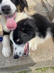 2 Australian Shepherd for sale