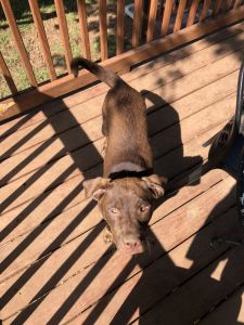 Australian Shepherd-Mutt Mix