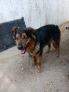 German Australian Shepherd