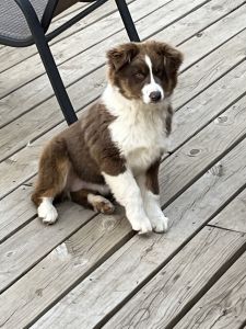 6 month old Aussie