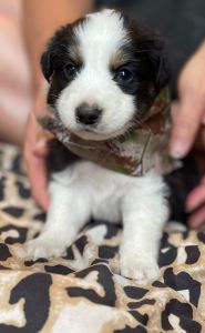 Australian Shepherd puppies
