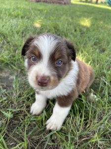 CKC Australian Shepherd