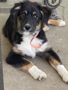 Australian Shepherd Puppies
