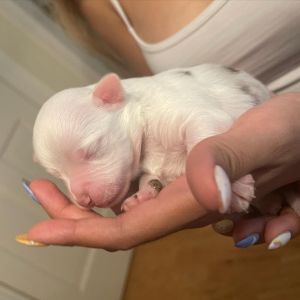 Puppies looking for home